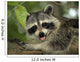 Raccoon Wall Decal