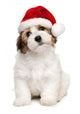 Cute Christmas Havanese Puppy Wall Decal