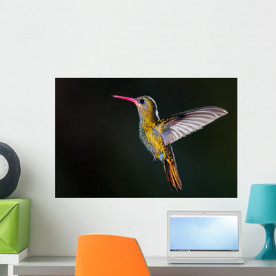 Gilded Hummingbird Hylocharis Chrysura Wall Decal shown on a wall
