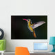 Gilded Hummingbird Hylocharis Chrysura Wall Decal
