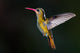 Gilded Hummingbird Hylocharis Chrysura Wall Decal