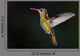 Gilded Hummingbird Hylocharis Chrysura Wall Decal