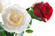 White And Red Roses Wall Decal