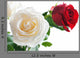 White And Red Roses Wall Decal