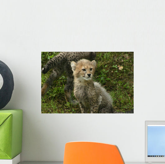 Baby Cheetah Wall Decal