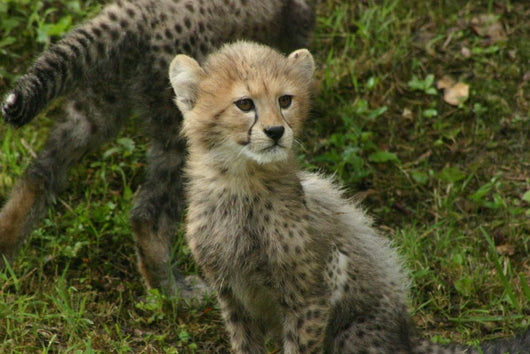 Baby Cheetah Wall Decal
