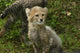 Baby Cheetah Wall Decal