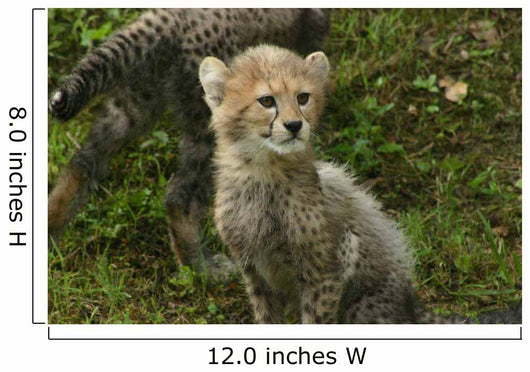 Baby Cheetah Wall Decal