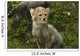 Baby Cheetah Wall Decal