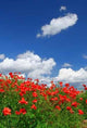 Field Red Poppies With Blue Skies Wall Decal