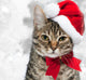 Christmas Cat Wall Decal
