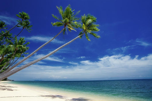 Tropical Beach with Outstretched Palm Trees Wall Decal