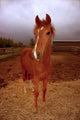 Peruvian Paso Foal Vertical Wall Decal