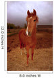 Peruvian Paso Foal Vertical Wall Decal