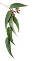 Gum Leaves And Gumnuts Wall Decal