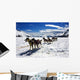 Dog Sledding Alaska Wall Decal