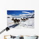 Dog Sledding Alaska Wall Decal