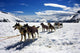 Dog Sledding Alaska Wall Decal