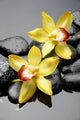 Spa Concept-Beautiful Orchid With Stones Wall Decal