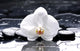 Zen Or Spa Still Wall Decal