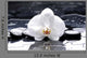 Zen Or Spa Still Wall Decal