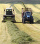 Collecting Silage For Feeding Wall Decal