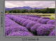 Lavender Farm Sequim Washington Wall Decal