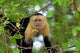 White Faced Capuchin Wall Decal