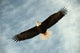Bald Eagle Flight Awaiting Wall Decal