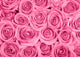 Pink Roses Wall Decal