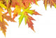 Autumn Maple Leaves Wall Decal