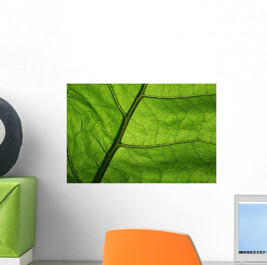 Close-Up Photo Green Leaf Wall Decal