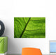 Close-Up Photo Green Leaf Wall Decal