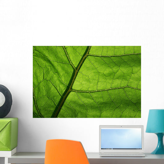 Close-Up Photo Green Leaf Wall Decal