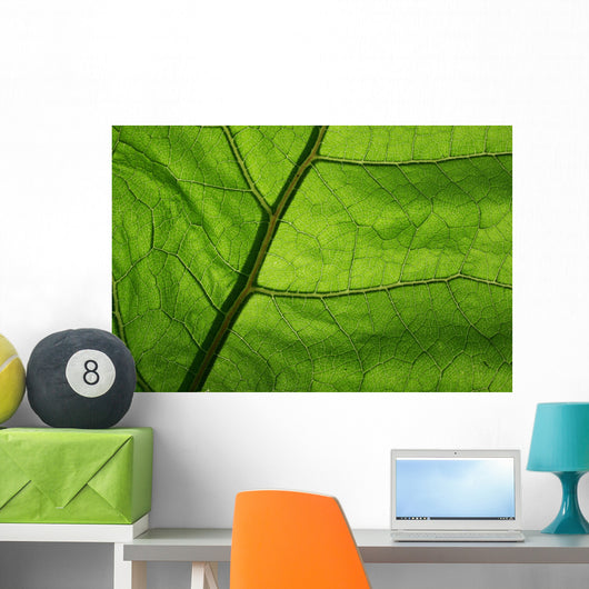 Close-Up Photo Green Leaf Wall Decal
