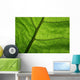 Close-Up Photo Green Leaf Wall Decal