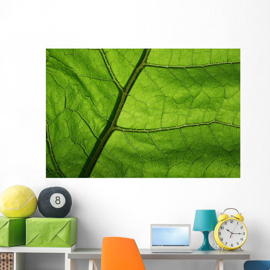 Close-Up Photo Green Leaf Wall Decal