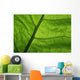 Close-Up Photo Green Leaf Wall Decal