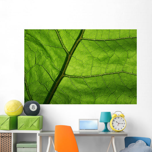 Close-Up Photo Green Leaf Wall Decal