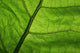 Close-Up Photo Green Leaf Wall Decal