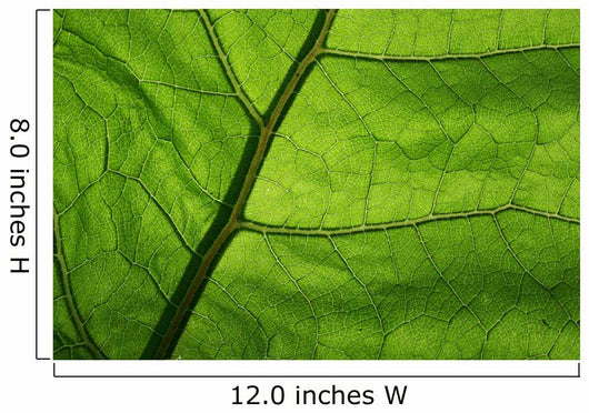 Close-Up Photo Green Leaf Wall Decal