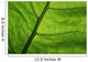 Close-Up Photo Green Leaf Wall Decal