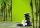 Young Green Bamboo Boke 1 Wall Decal