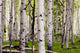 Aspen Spring Wall Decal