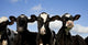 Holstein Calves Pasture Wall Decal