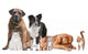 Mixed Group of Cats And Dogs Wall Decal