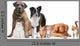 Mixed Group of Cats And Dogs Wall Decal