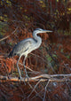 Portrait Blue Heron Foliage Wall Decal