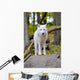White Wolf Forest Wall Decal