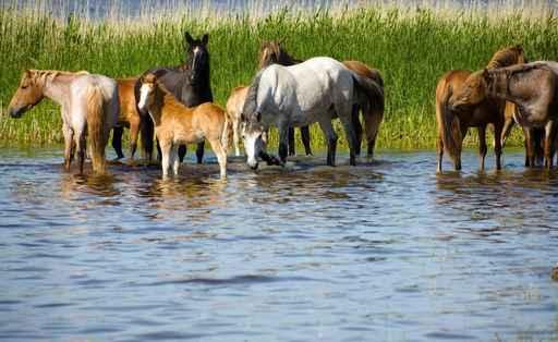 Horses Watering Chany Lake Wall Decal